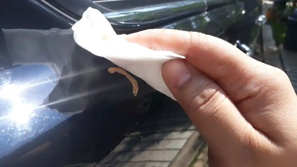 Foto - Sakit Tak Berdarah, Ini Bahaya Getah Pohon Untuk Cat Mobil Anda