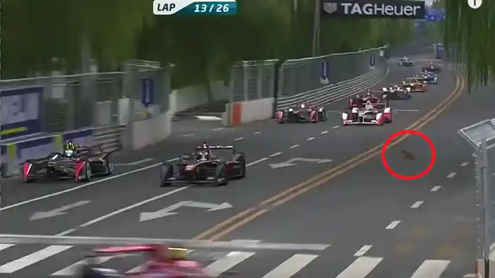 Berita - VIDEO: Seekor Kucing Hampir Kacaukan Balap Formula