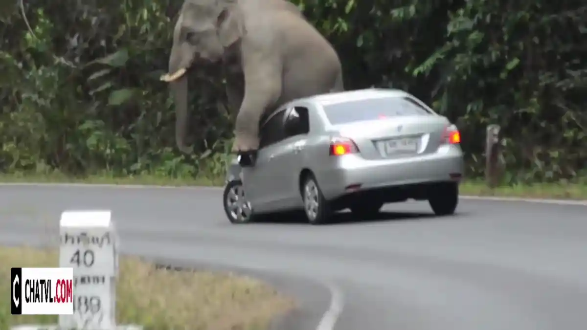 Berita - VIDEO: Mengerikan! Gajah Ngamuk Ini Hancurkan Vios Di Jalan Raya