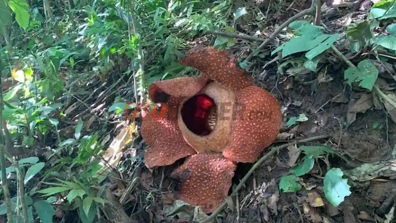 Foto - Catatan Mengeksplorasi Bengkulu dengan All New Terios