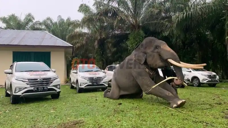 Berita - Menerabas Banjir di Bengkulu dengan All New Terios