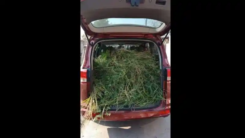 Berita - Jelang Idul Adha, Wuling Confero Dipakai Angkut Rumput Pakan Sapi Kurban