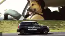 VIDEO: Anjing Ini Dilatih Menyetir Dan Bisa!
