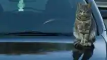 Mobil Parkir Di Rumah Saja, Awas Kucing Rusak Permukaan Cat!