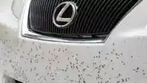 Cara Membersihkan Bodi Mobil Dari Serangga