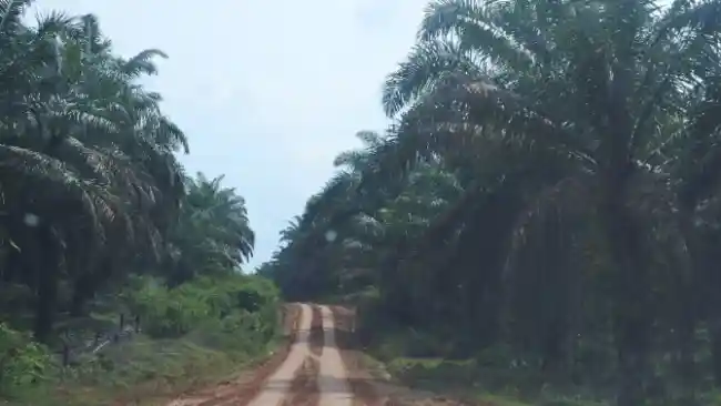 Berita - Mengenal Aek Latong-Batu Jomba, Jalur Angker Lintas Tengah Sumatra Utara